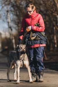 Серый песик из приюта
