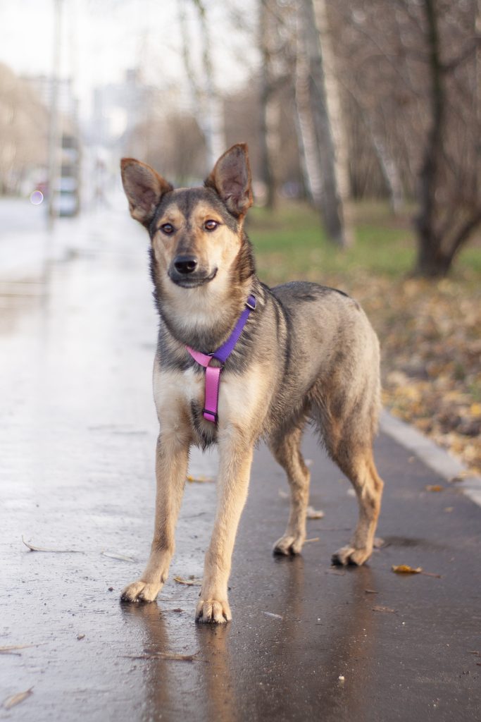 Нежный щенок коричневого окраса