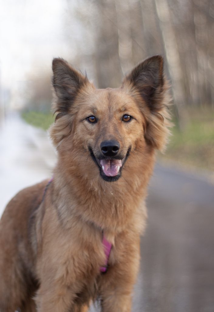 Рыжий пушистый щенок