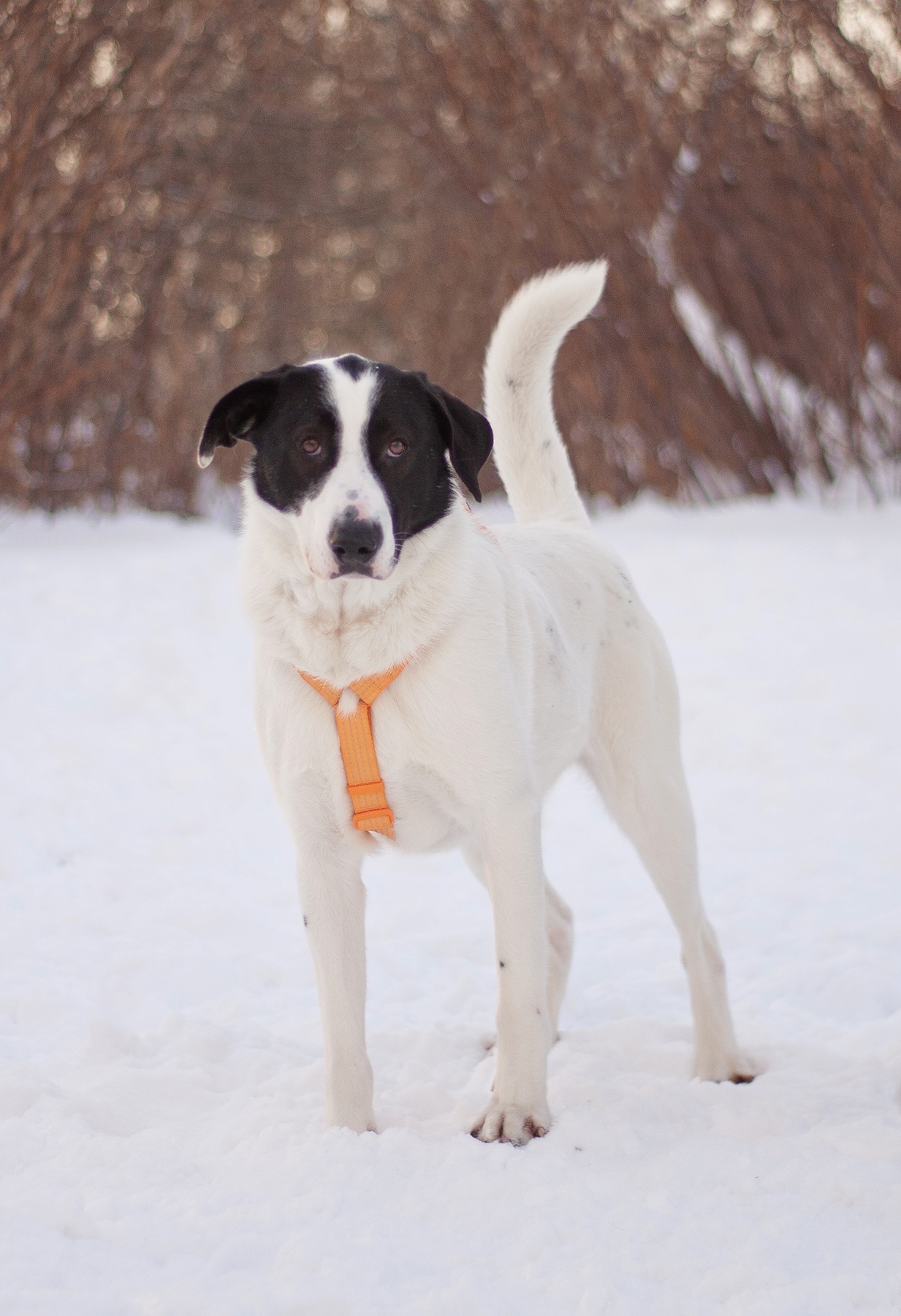 черно-белая собака из приюта