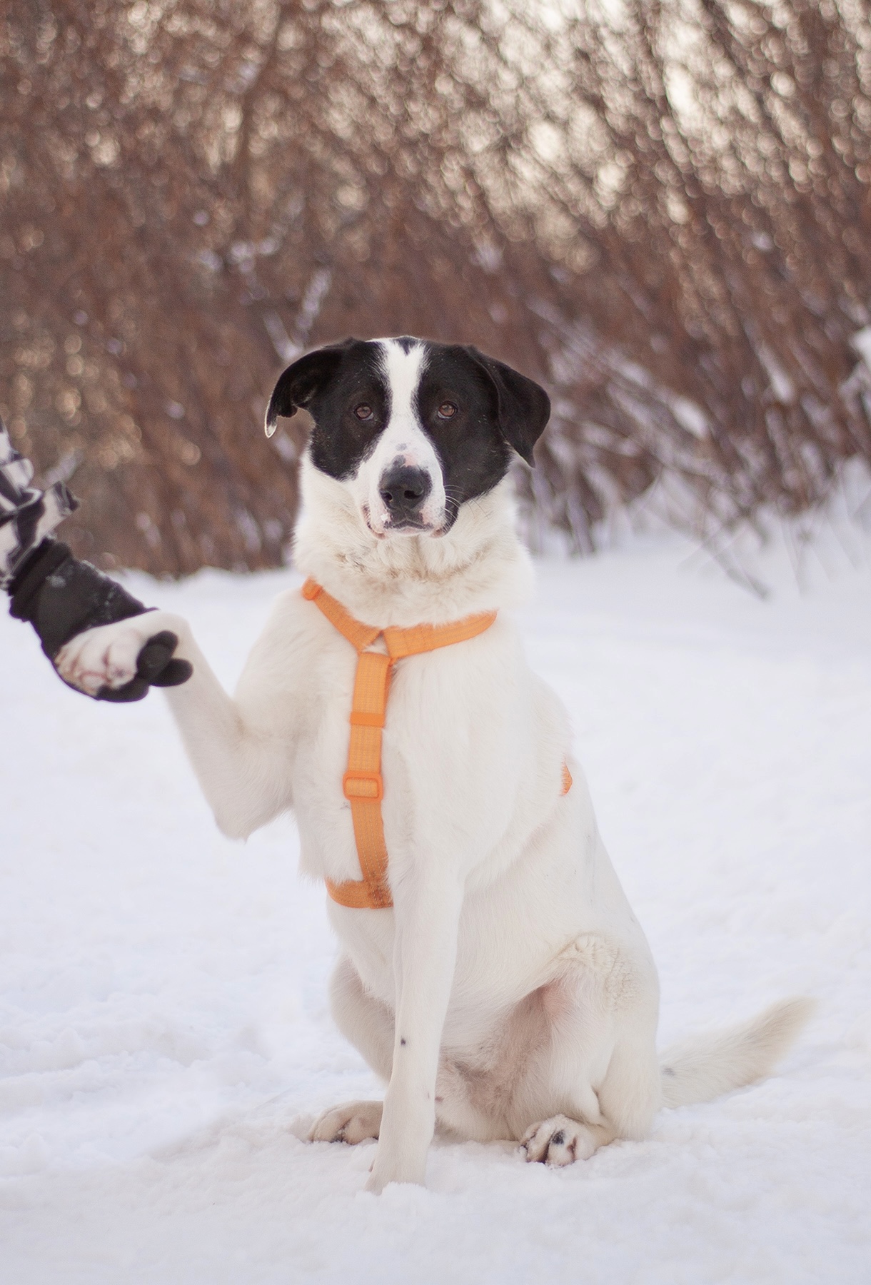 черно-белая собака из приюта
