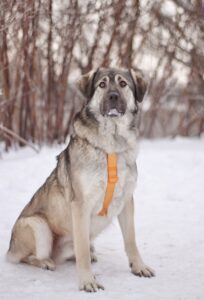 серая и ласковая собака