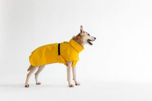 Бежевый короткошерстый пес