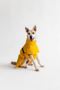Бежевый короткошерстый пес