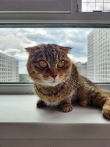 Кошечка Кимберли лежит и смотрит в сторону
