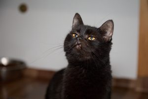 Кошка Мишка смотрит вверх