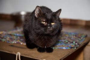 Мишка сидит и смотрит прямо