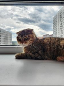 Кошечка Кимберли лежит на подоконнике