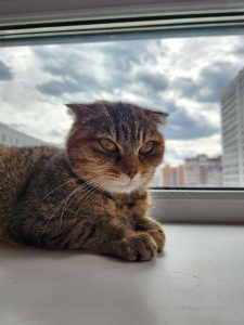 Кошечка Кимберли лежит на подоконнике