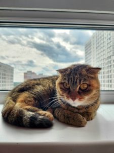 Кошечка Кимберли лежит и смотрит в сторону