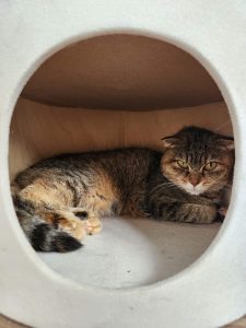 Кошечка Кимберли лежит в домике