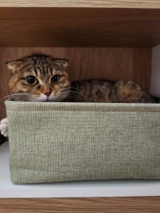 Кошечка Кимберли лежит в коробке