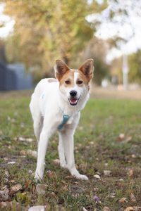 бело-рыжий небольшой пёсик в дар