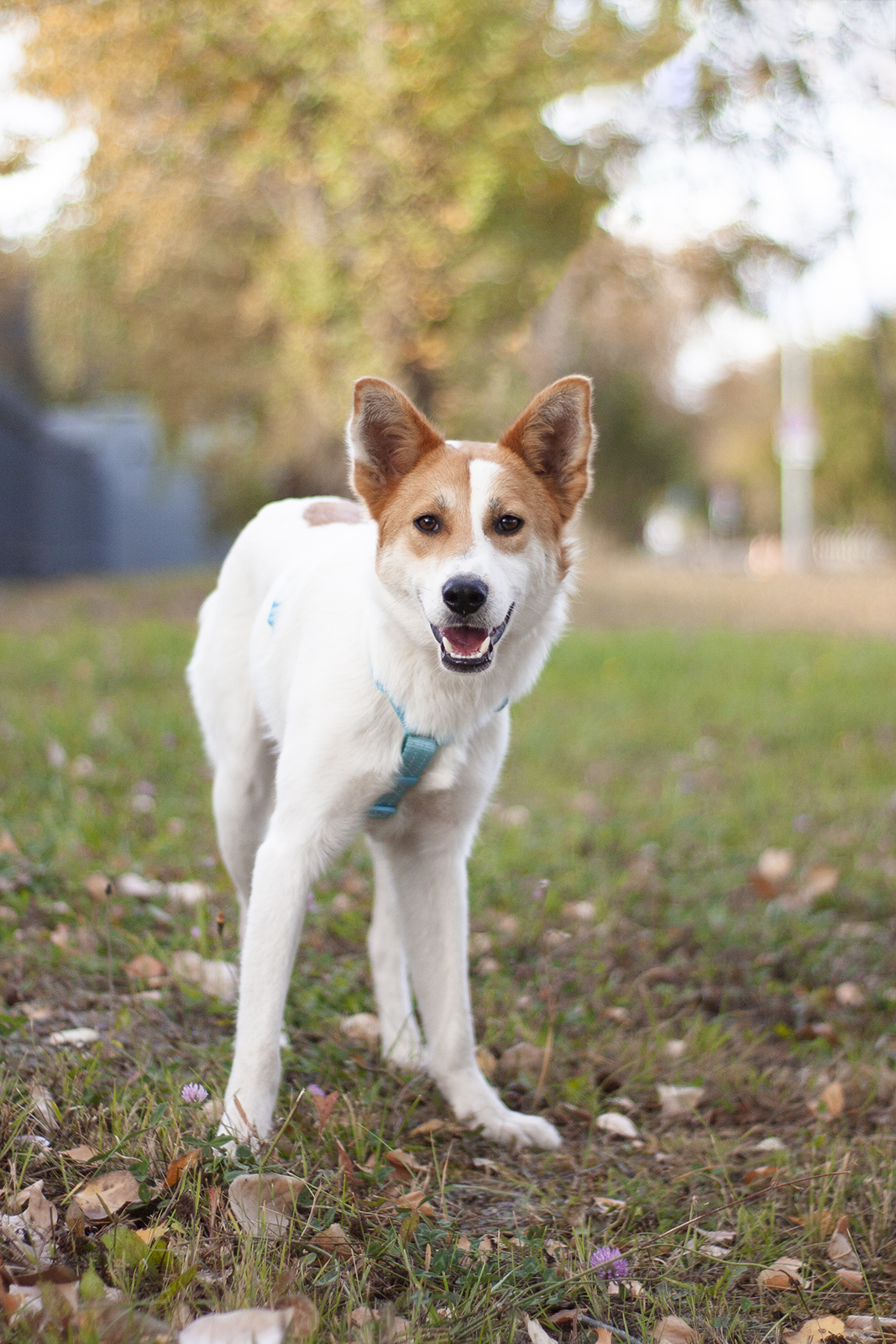бело-рыжий небольшой пёсик в дар