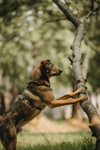 Коричневый песик