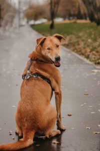 Рыжий пес в дар