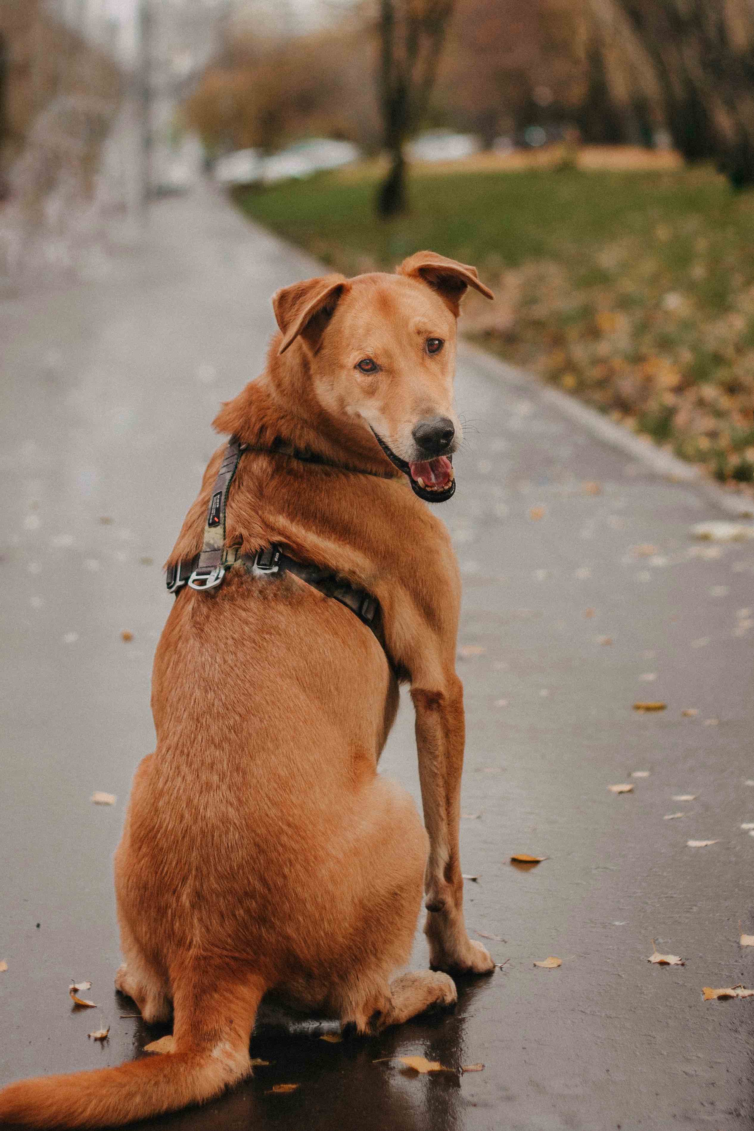 Рыжий пес в дар