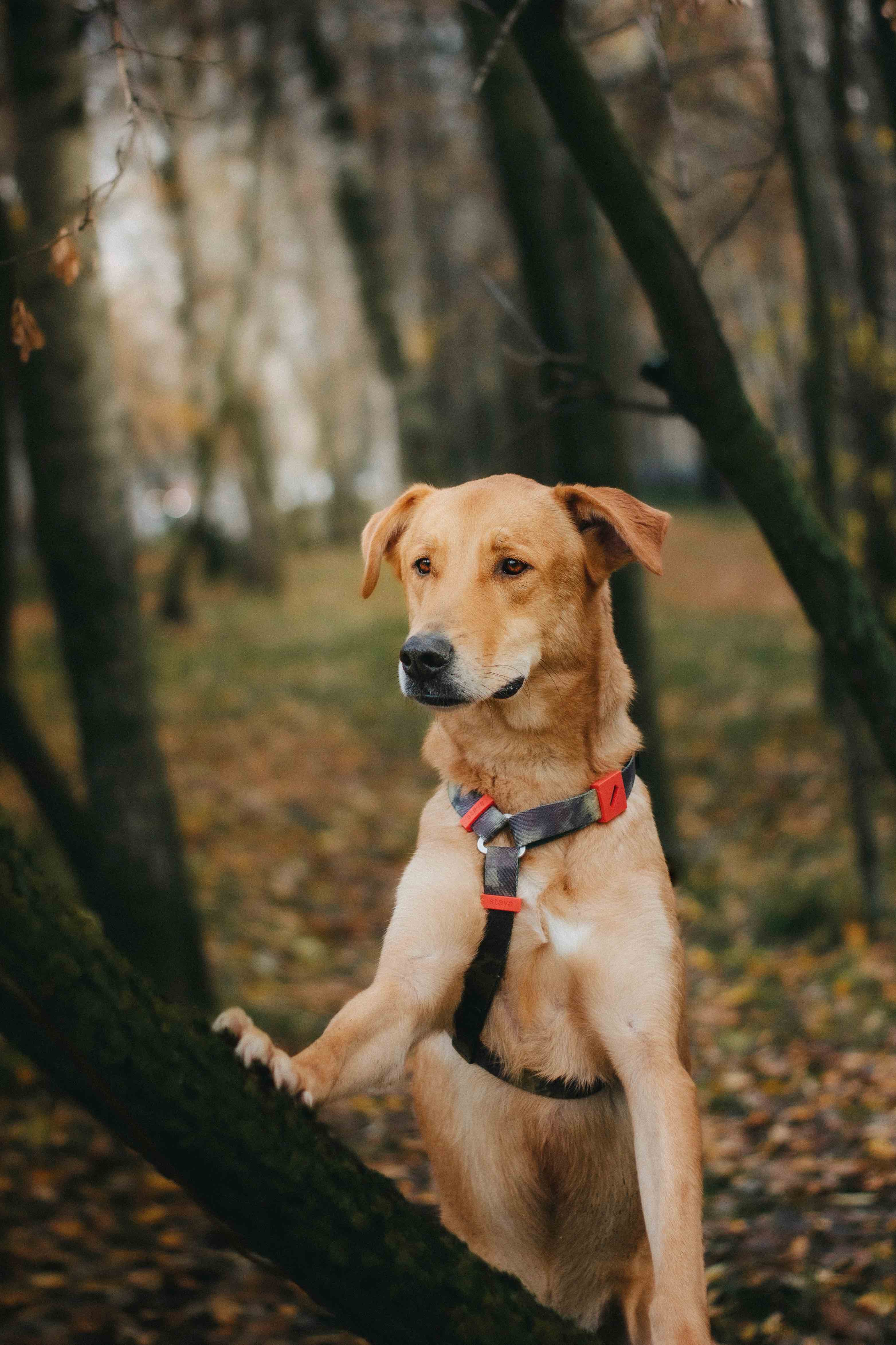 Рыжий пес в дар