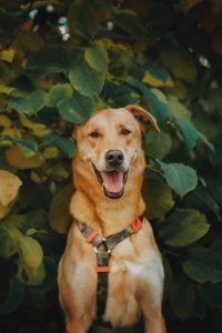 Рыжий пес в дар