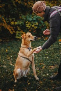 Рыжий пес в дар