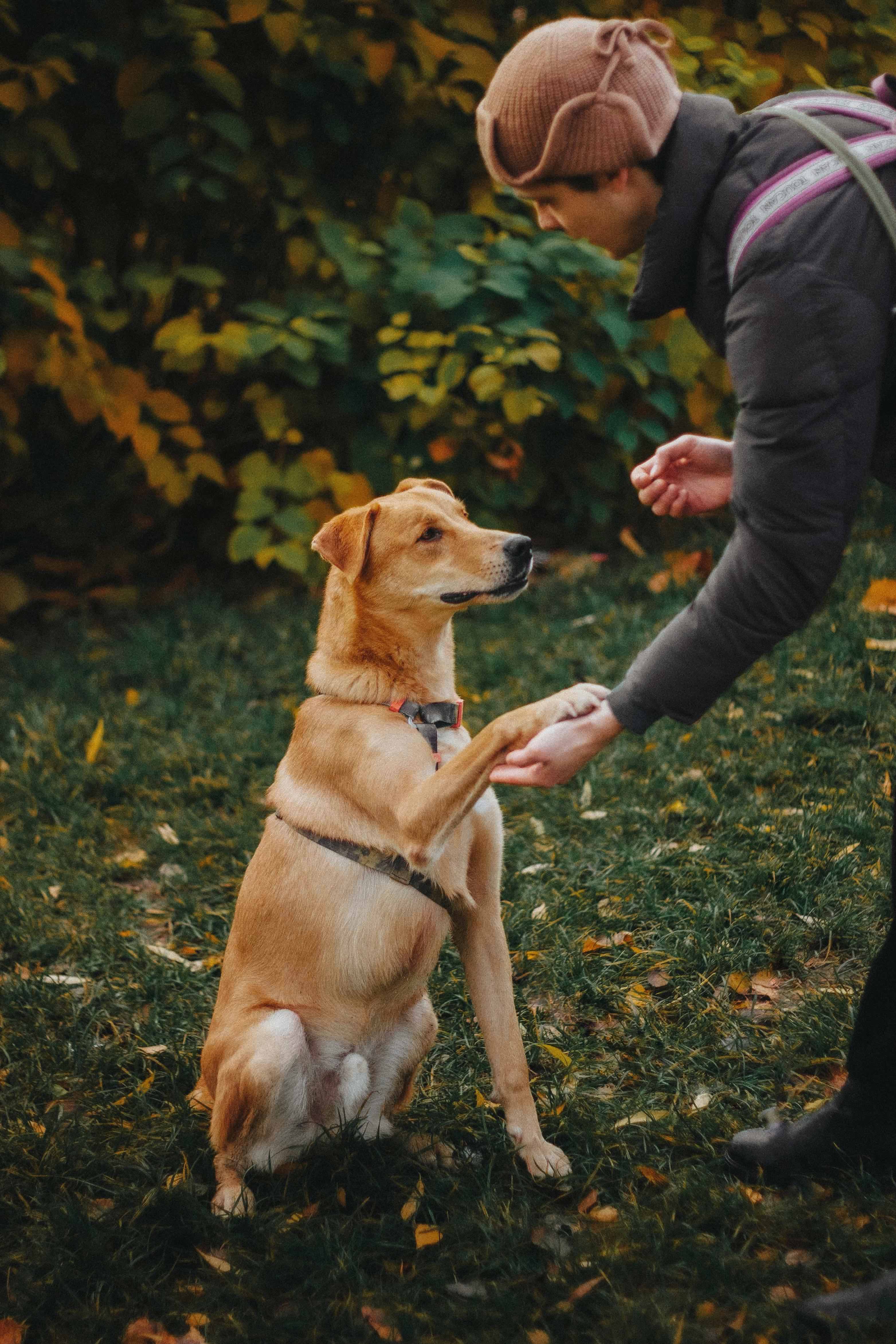 Рыжий пес в дар