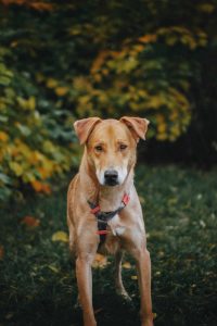 Рыжий пес в дар