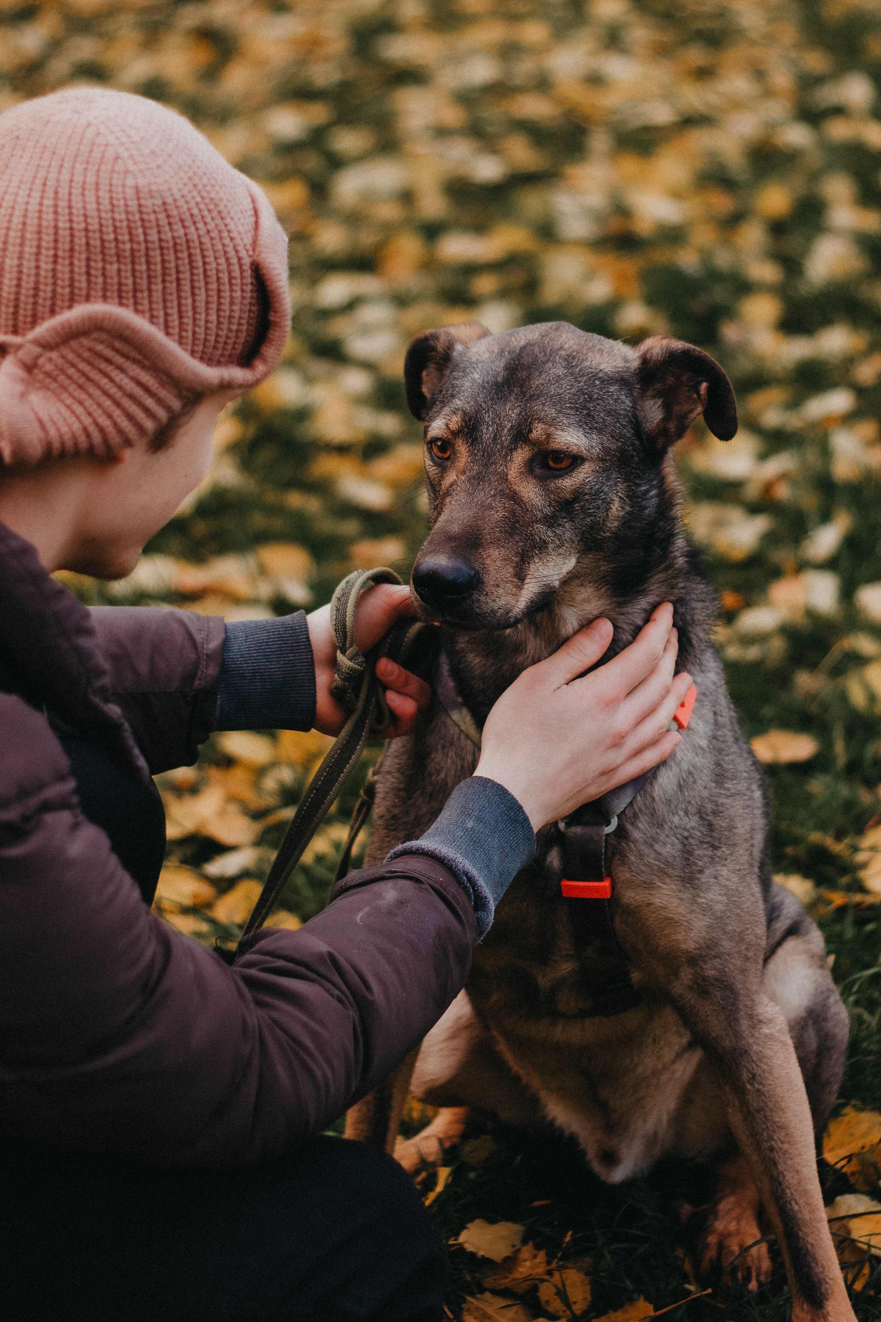 Коричневый песик