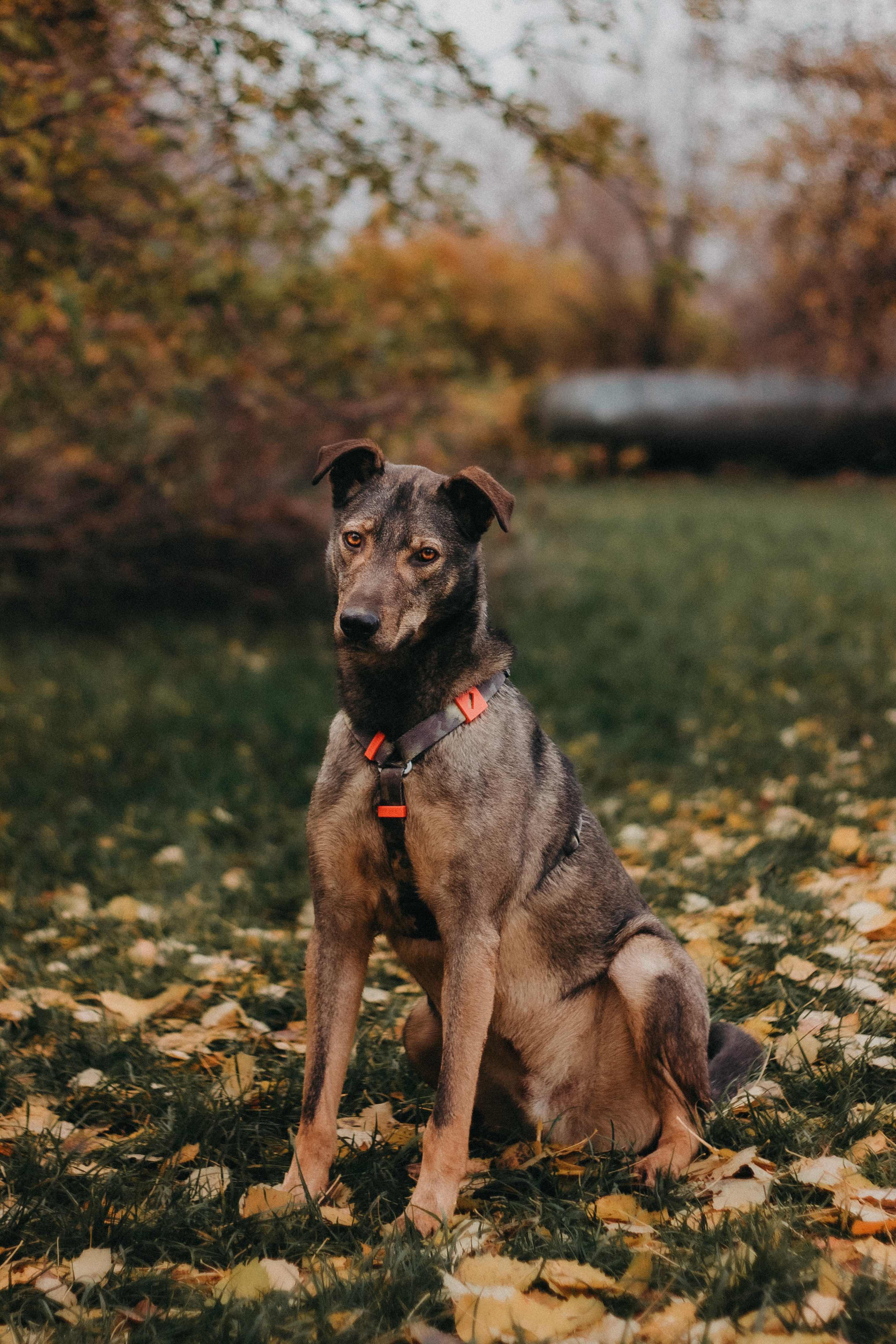 Коричневый песик