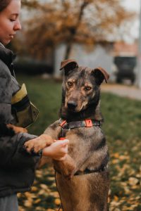 Коричневый песик