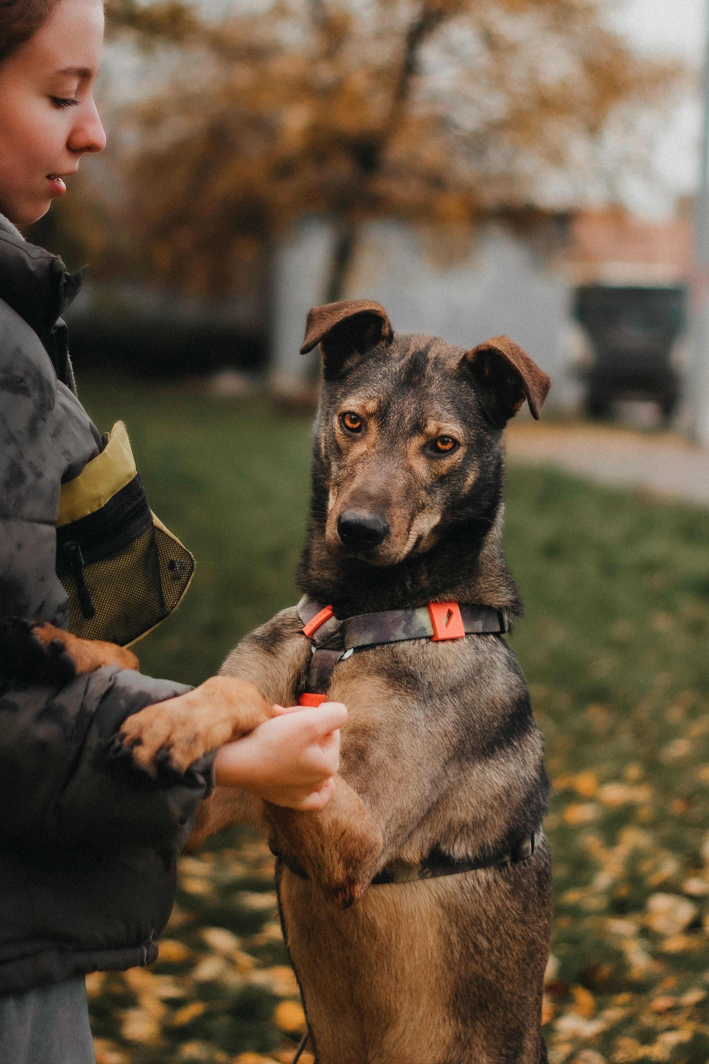 Коричневый песик