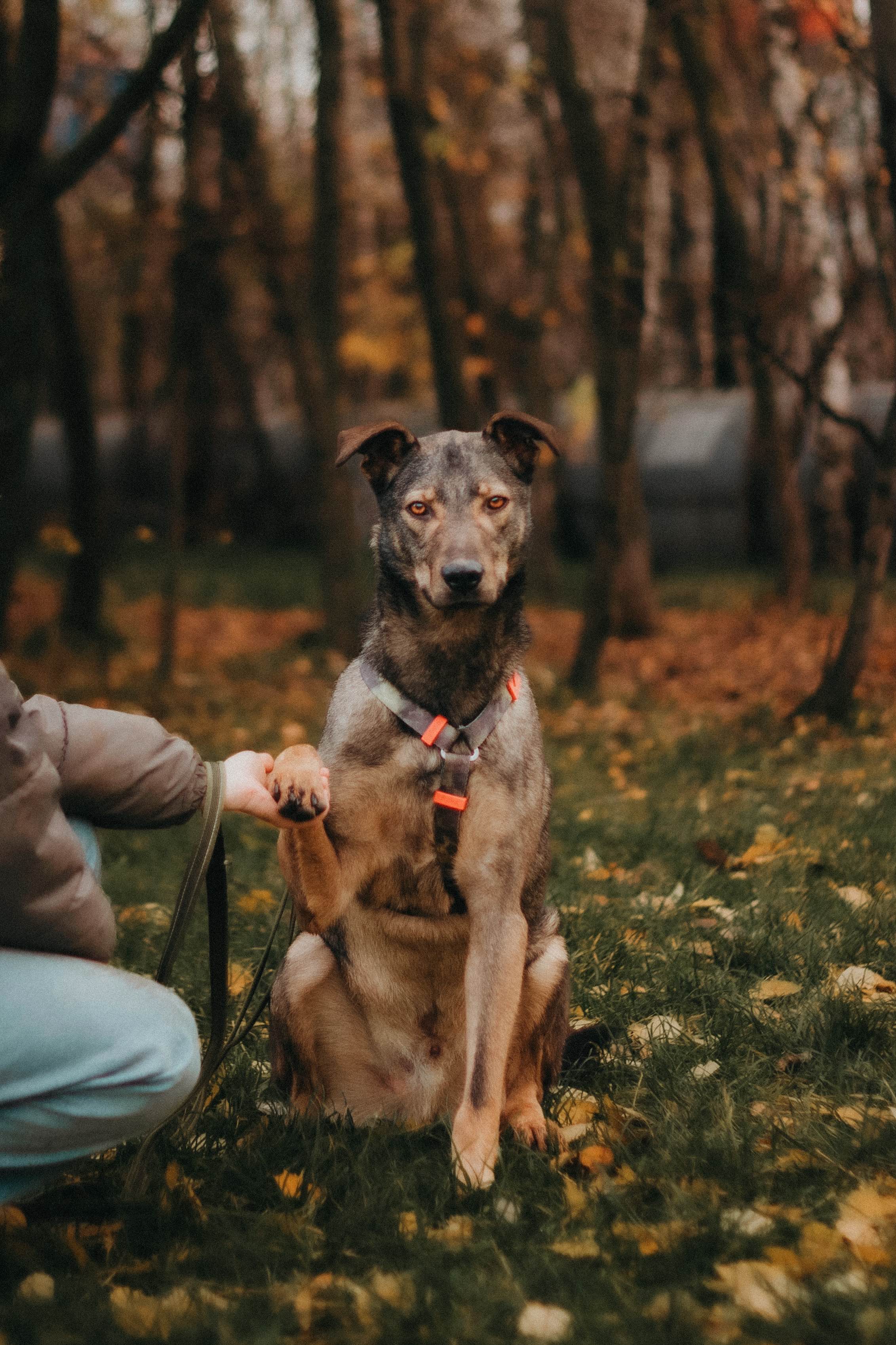 Коричневый песик