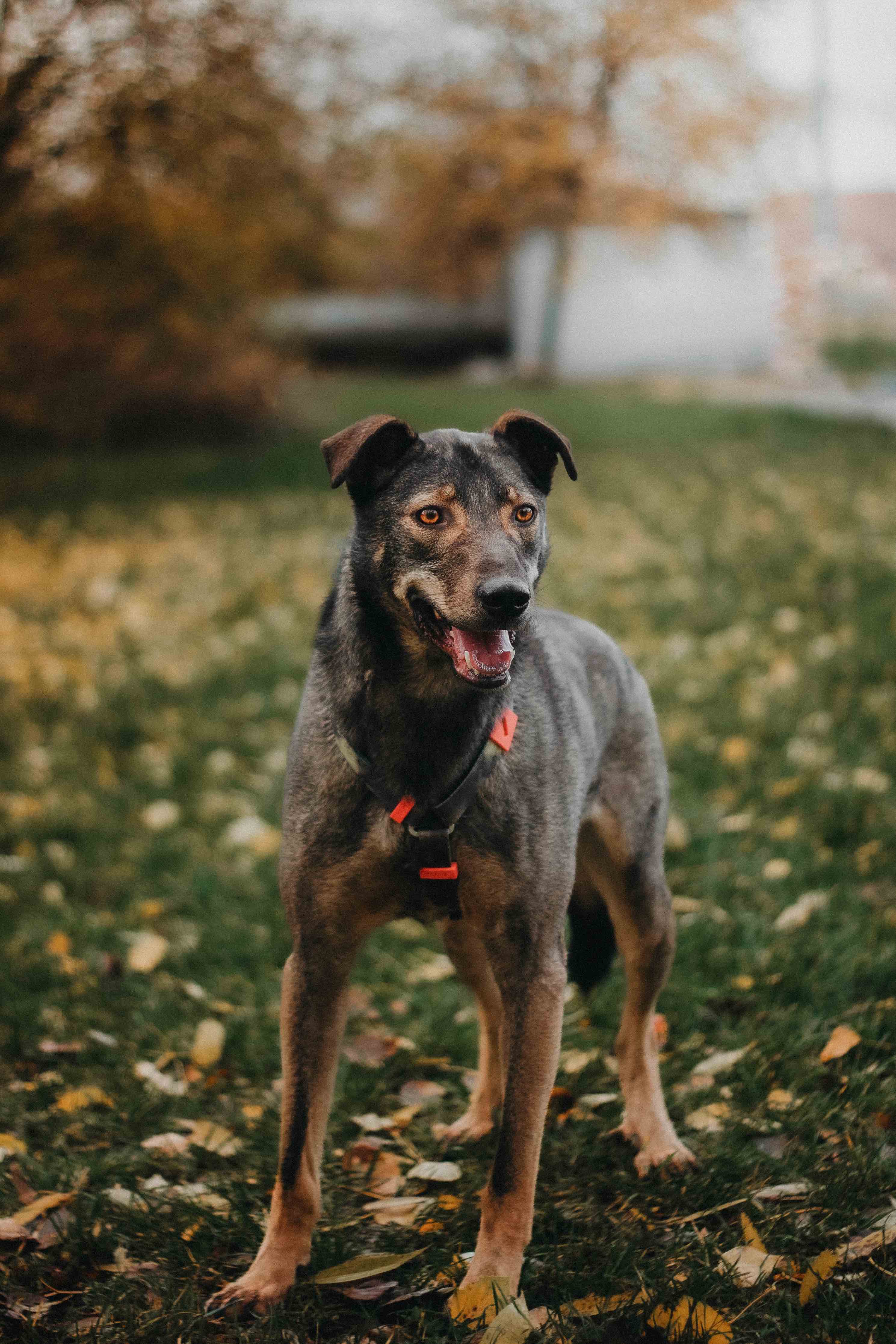 Коричневый песик