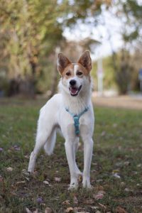 бело-рыжий небольшой пёсик в дар