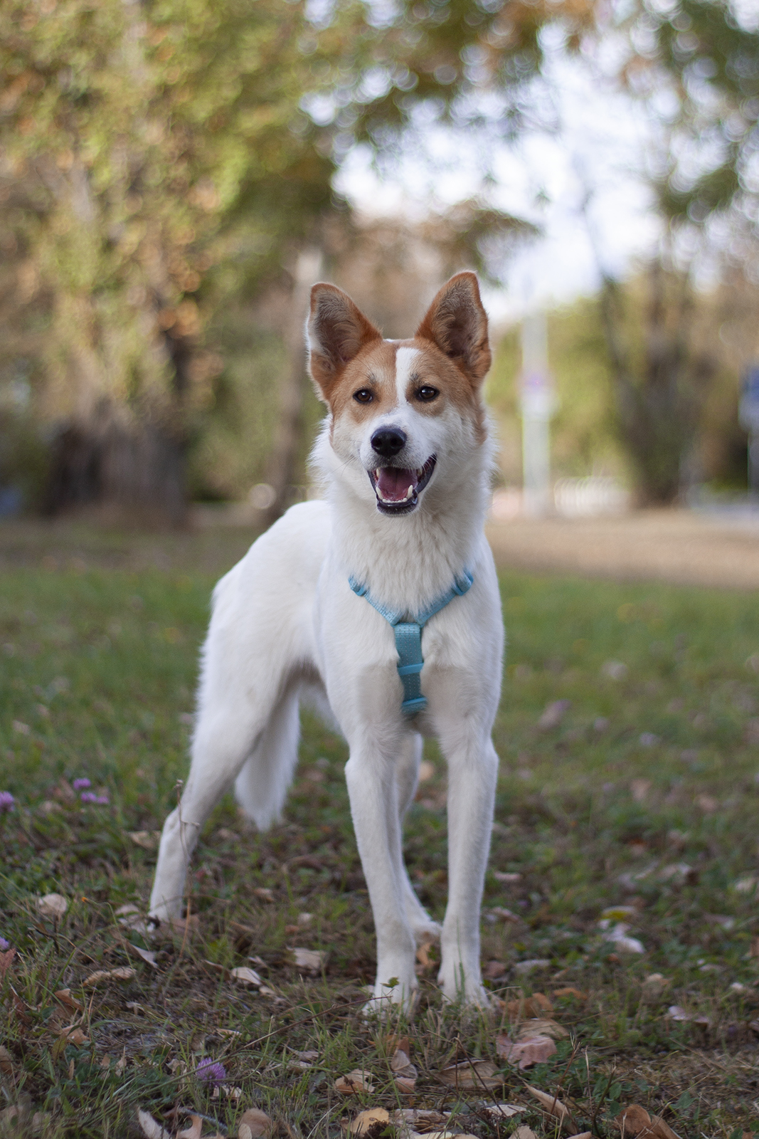 бело-рыжий небольшой пёсик в дар
