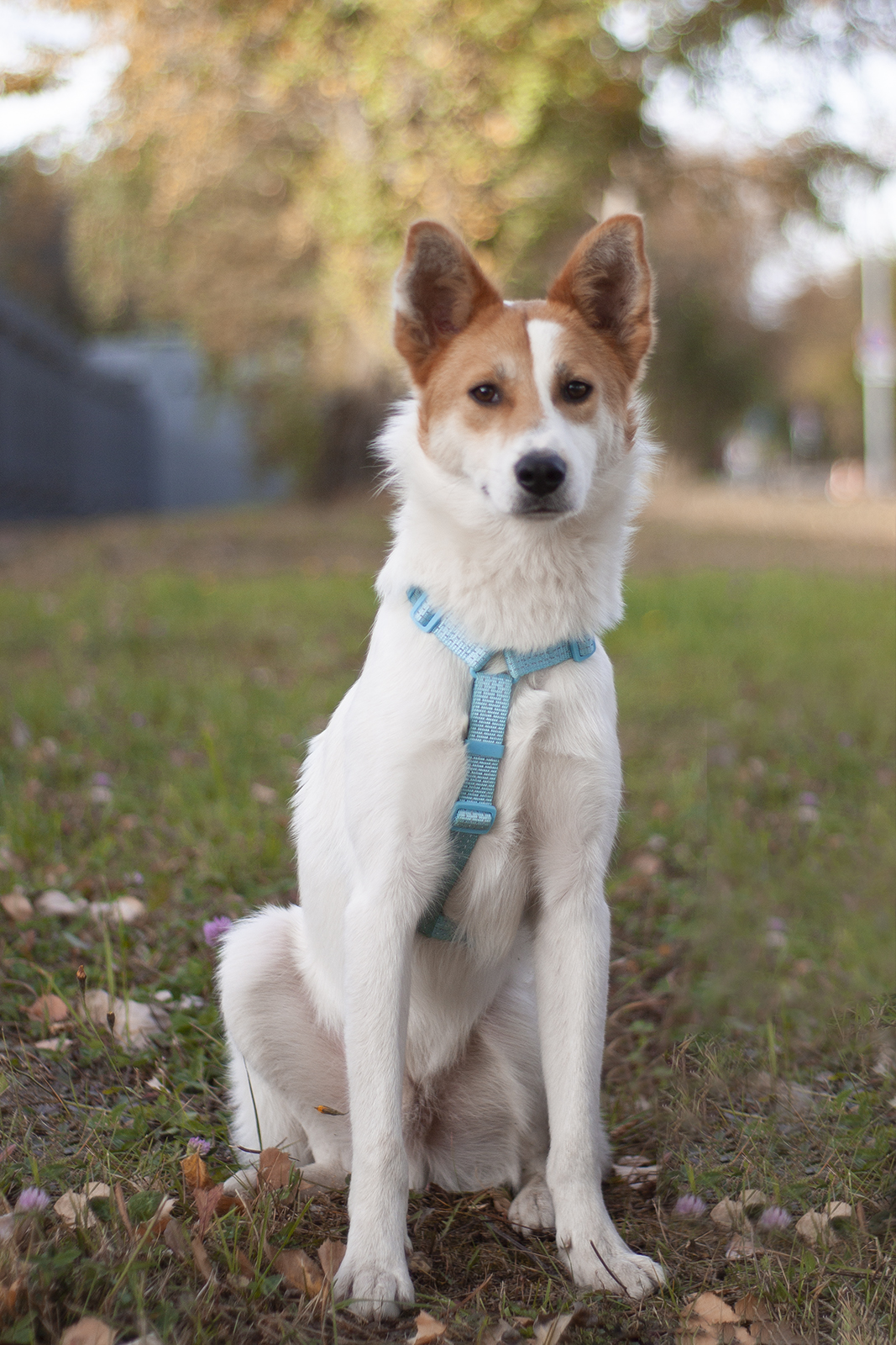 бело-рыжий небольшой пёсик в дар