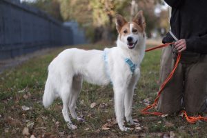 бело-рыжий небольшой пёсик в дар