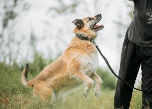 Милая бородатая собака