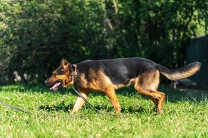 IMG_8153