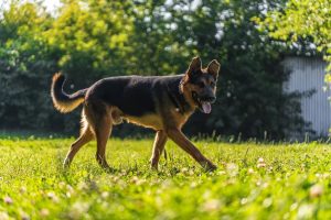 IMG_8155