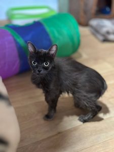 Кошечка Луни стоит боком и смотрит на вас, повернувшись