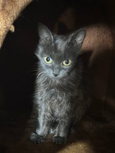 Кошечка Луни сидит в домике и смотрит вперед на вас