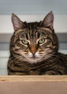 Кот-релакс на страже вашего спокойствия