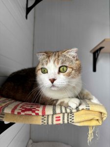 Кошечка Амели из приюта лежит и смотрит вдаль