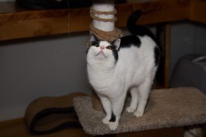 Кот Барон из приюта стоит и смотрит вверх