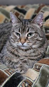 Котик Пирог из приюта лежит и смотрит вперед