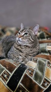 Котик Пирог из приюта лежит и смотрит вверх