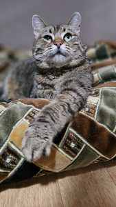 Котик Пирог из приюта лежит и смотрит вверх