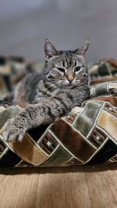 Котик Пирог из приюта лежит и смотрит вперед
