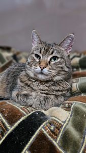 Котик Пирог из приюта лежит и смотрит вперед