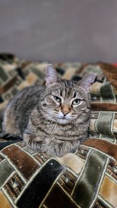 Котик Пирог из приюта лежит и смотрит вперед